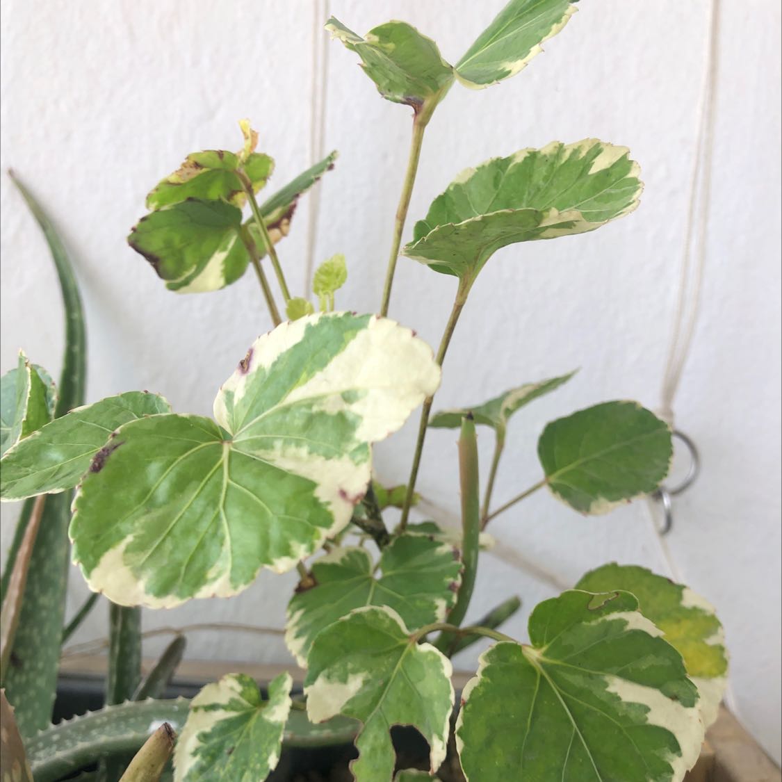 Photo of the plant species Fabian Aralia by @PetiteRedsword named Your plant on Greg, the plant care app