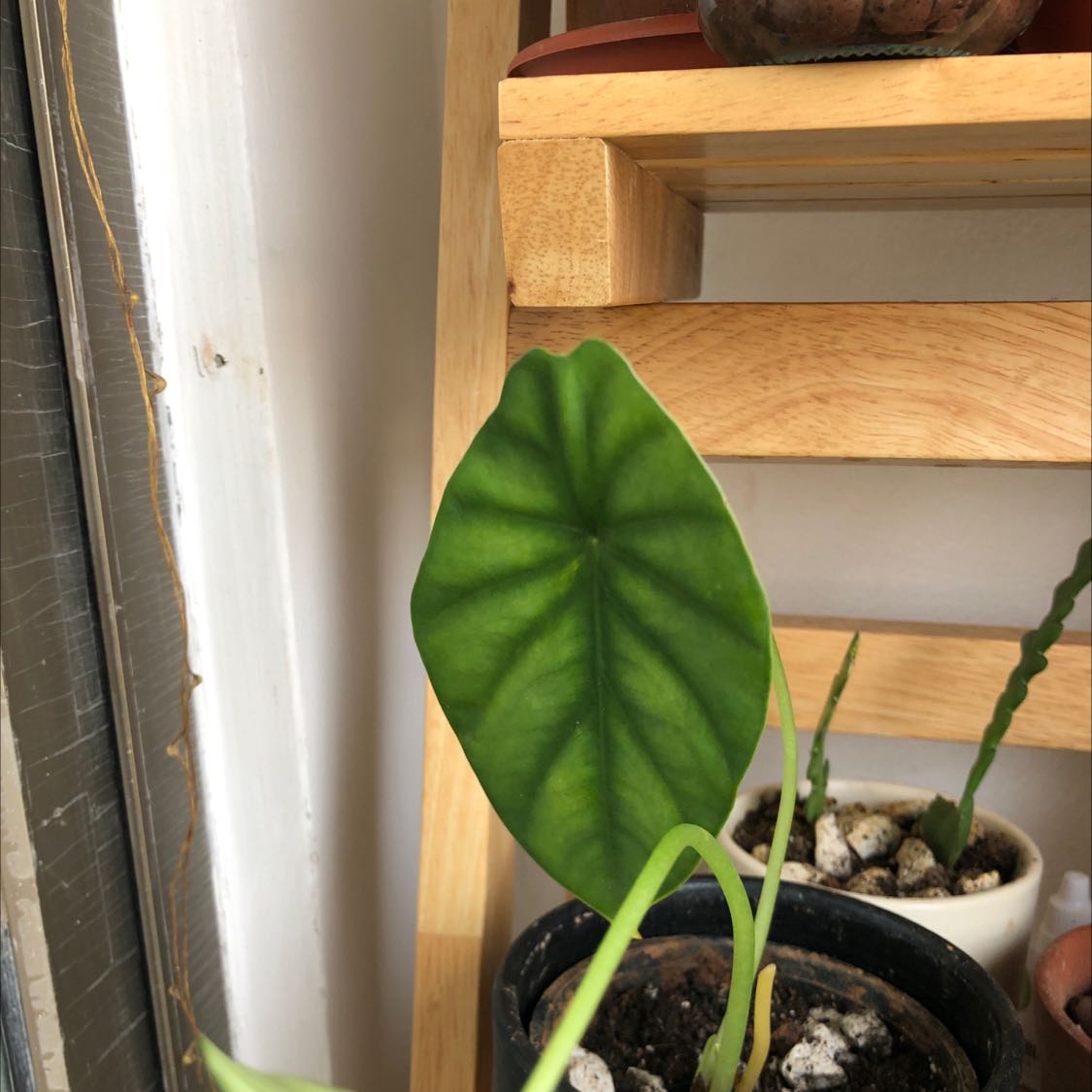 Alocasia Green Shield plant with a healthy green leaf, potted and placed on a shelf near a window.