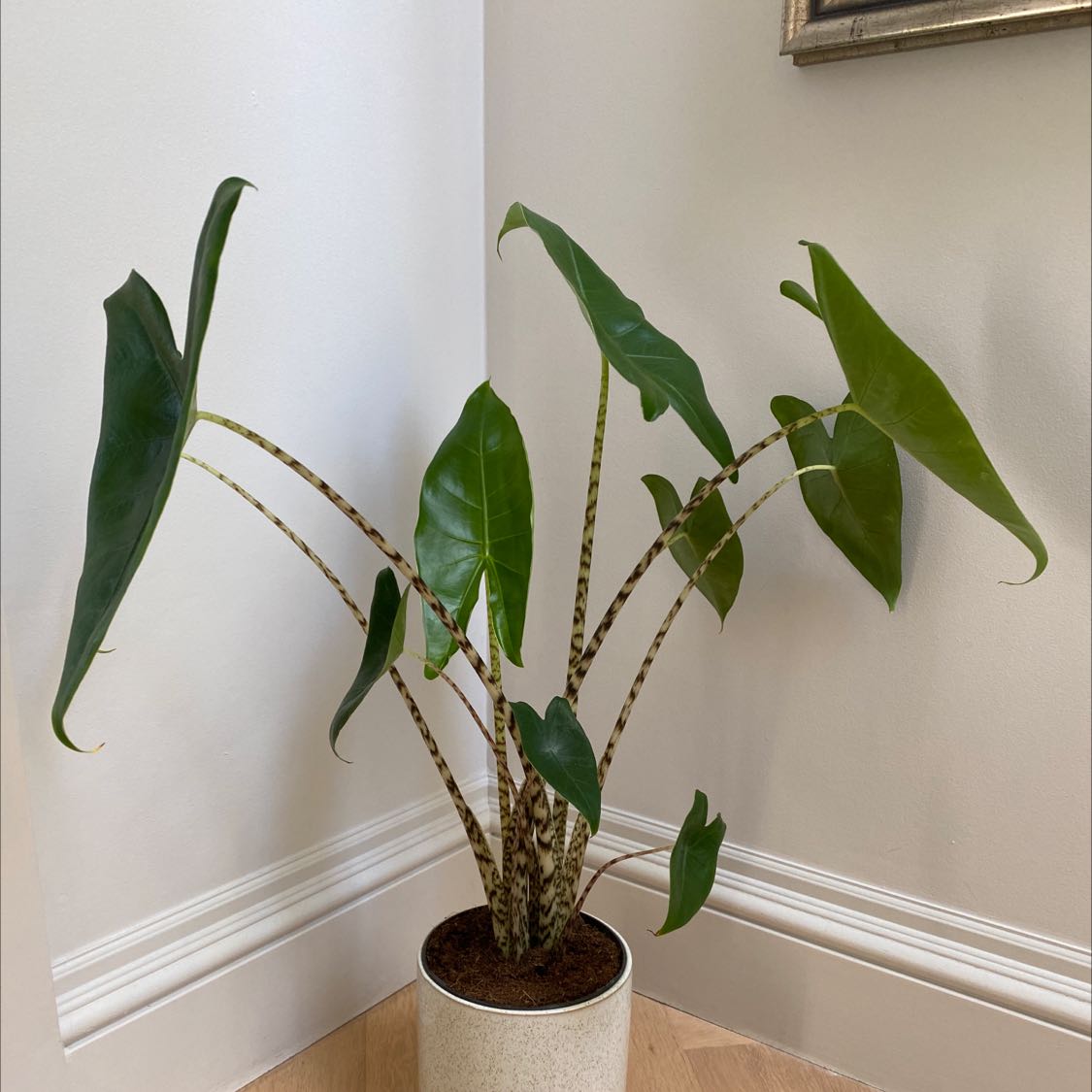 Photo of the plant species Zebra Elephant Ear by @nialltfstewart named Alocasia Zebrina on Greg, the plant care app