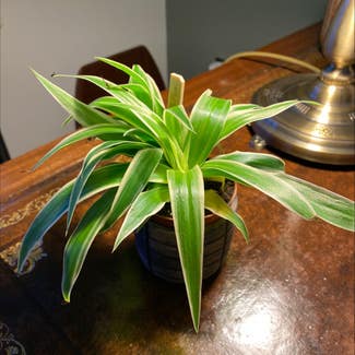 Ocean Spider Plant plant in London, England