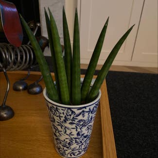 Cylindrical Snake Plant plant in London, England