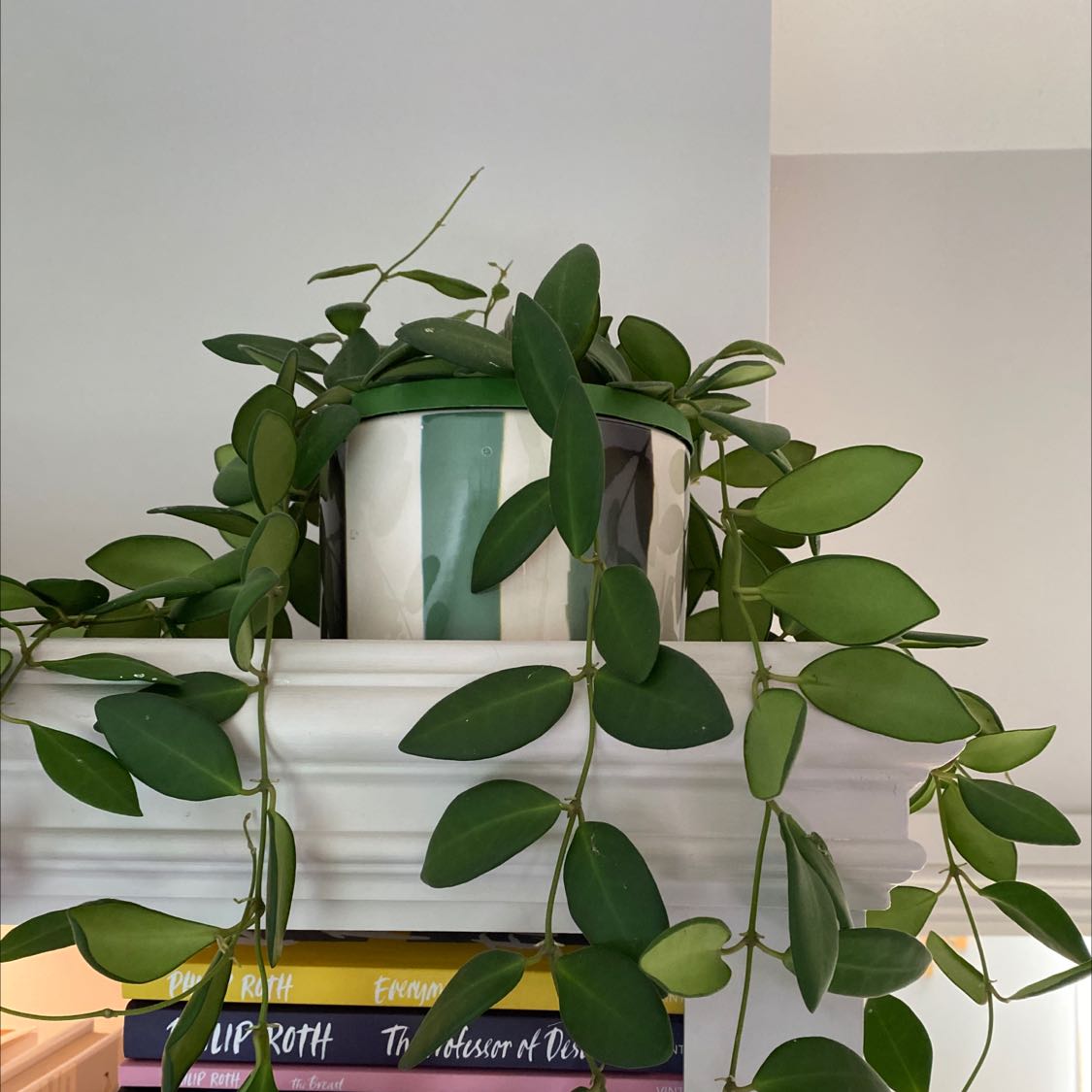 Hoya 'Burtoniae' plant in a pot on a shelf with vibrant green leaves.