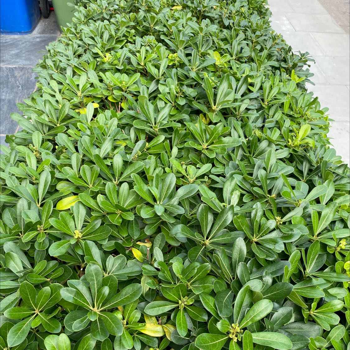 Dense cluster of Japanese Cheesewood plants with some yellowing leaves.