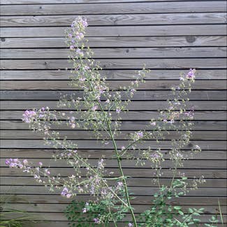 None plant in London, England