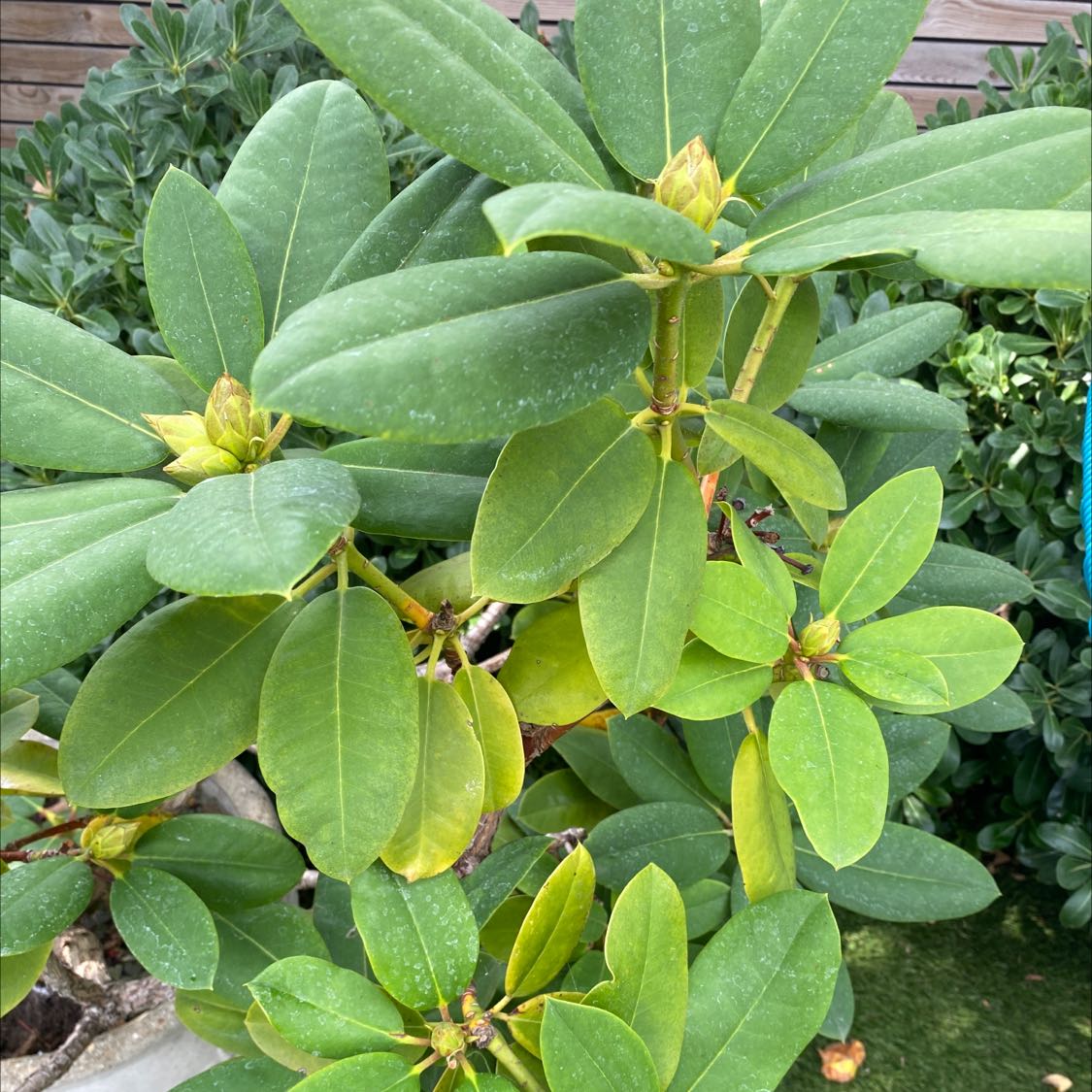 Alpenrose plant with broad green leaves, some yellowing visible.