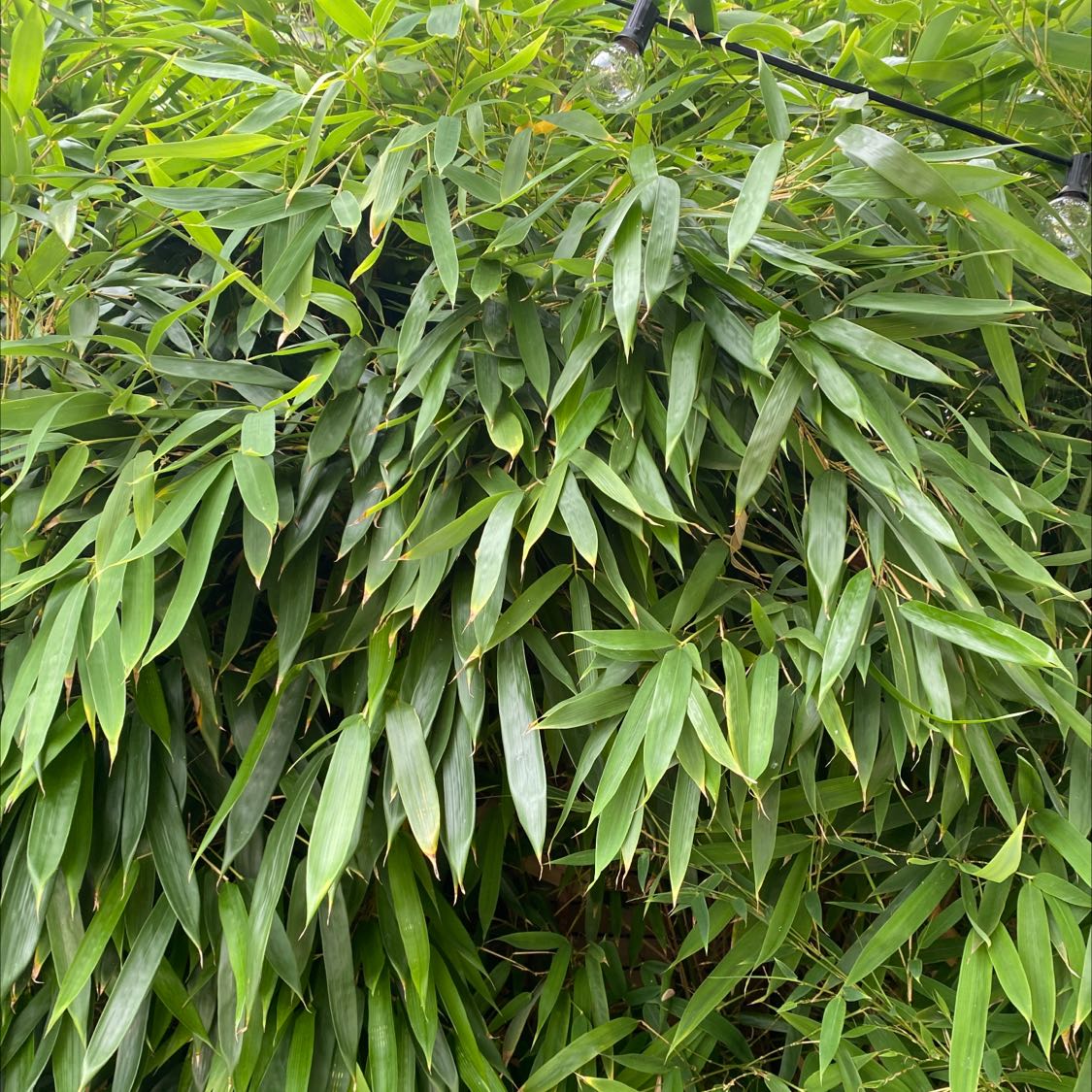 Dense cluster of green bamboo leaves, likely Monk's Belly Bamboo.