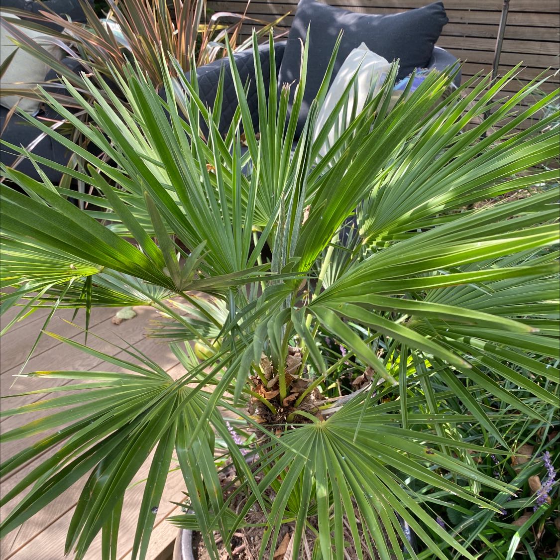 European Fan Palm with vibrant green leaves, well-framed and centered.