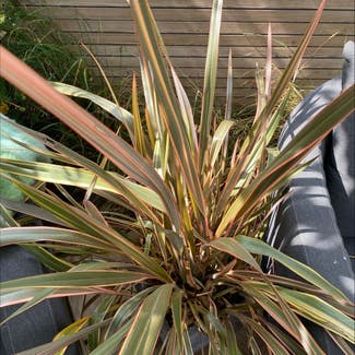 New Zealand Flax plant in London, England