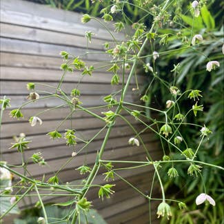 Chinese meadow-rue plant in London, England