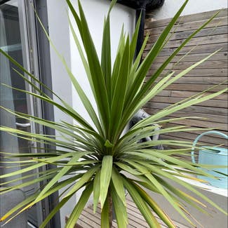 Cabbage Tree plant in London, England