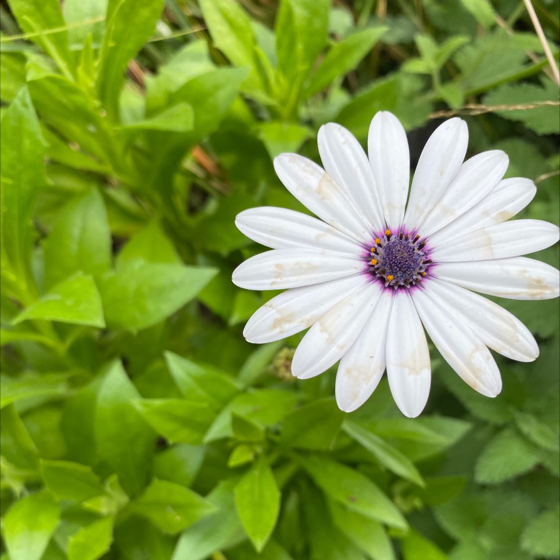 Van Staden's river daisy with white petals and a purple center, surrounded by green leaves.