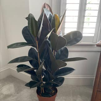 Rubber Plant plant in London, England