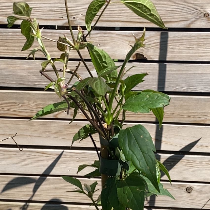 Photo of the plant species Anemone Clematis by @nialltfstewart named Clematis Montana Grandiflora on Greg, the plant care app