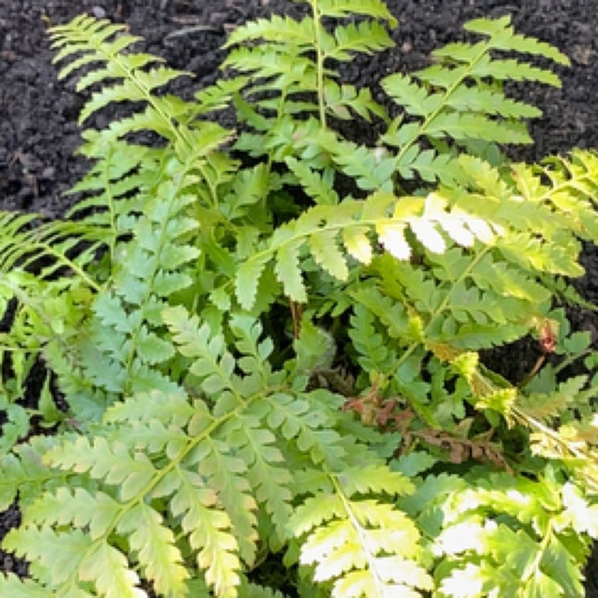 Photo of the plant species Golden-Scale Male Fern by @nialltfstewart named Dryopteris affinis Crispa on Greg, the plant care app