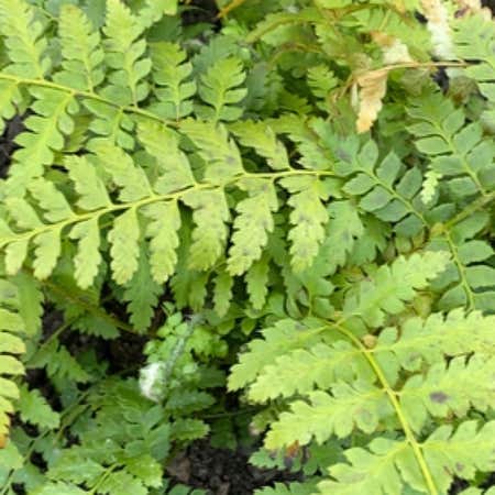 Photo of the plant species Braun's Holly Fern by @nialltfstewart named Polystichum braunii on Greg, the plant care app