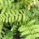Calculate water needs of Braun's Holly Fern