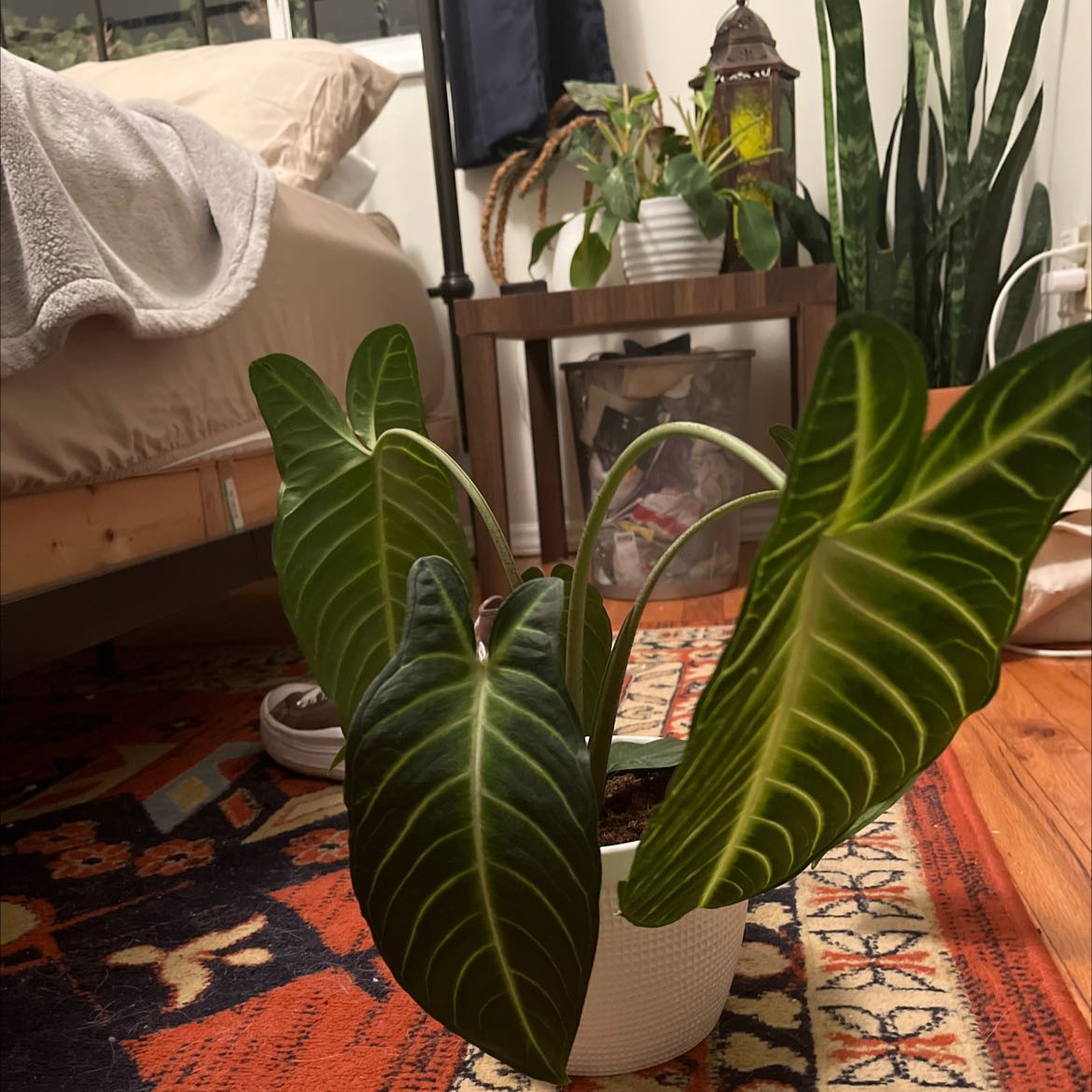 Xanthosoma Angel wings plant in a white pot with large, dark green leaves and prominent veins.