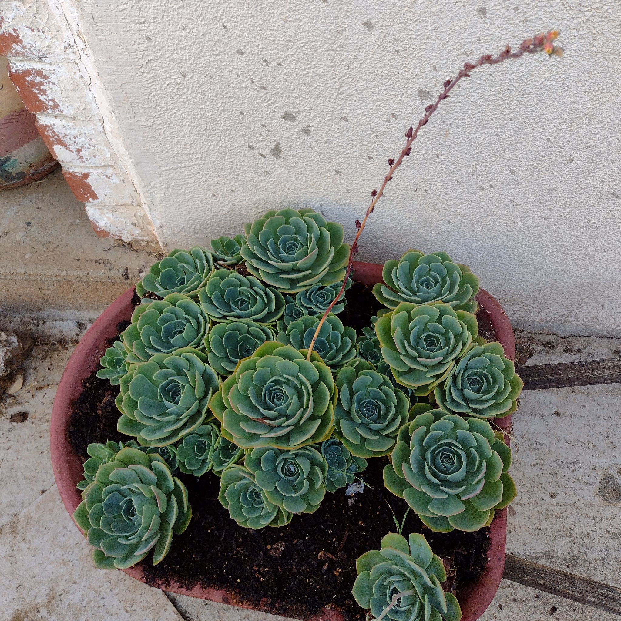 Photo of the plant species Blue Echeveria by @DiscretePhalsa named Chicks N Hens on Greg, the plant care app