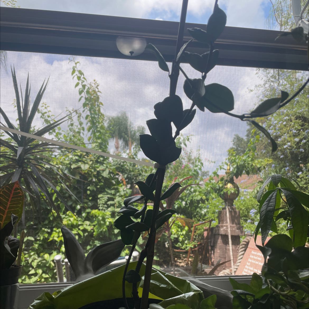 Photo of the plant species Variegated Confederate Jasmine Vine by @ItsmeBarb15 named Jazzy on Greg, the plant care app