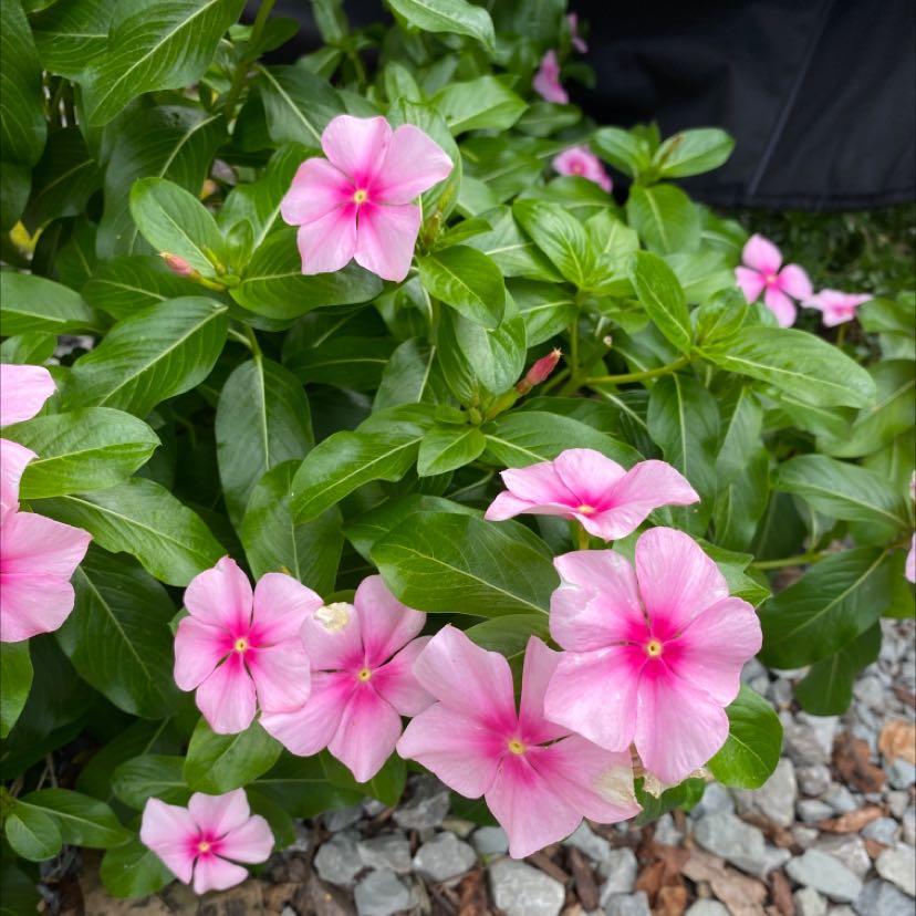 Photo of the plant species Bright Eyes by @PlenitudeofHoya named Your plant on Greg, the plant care app