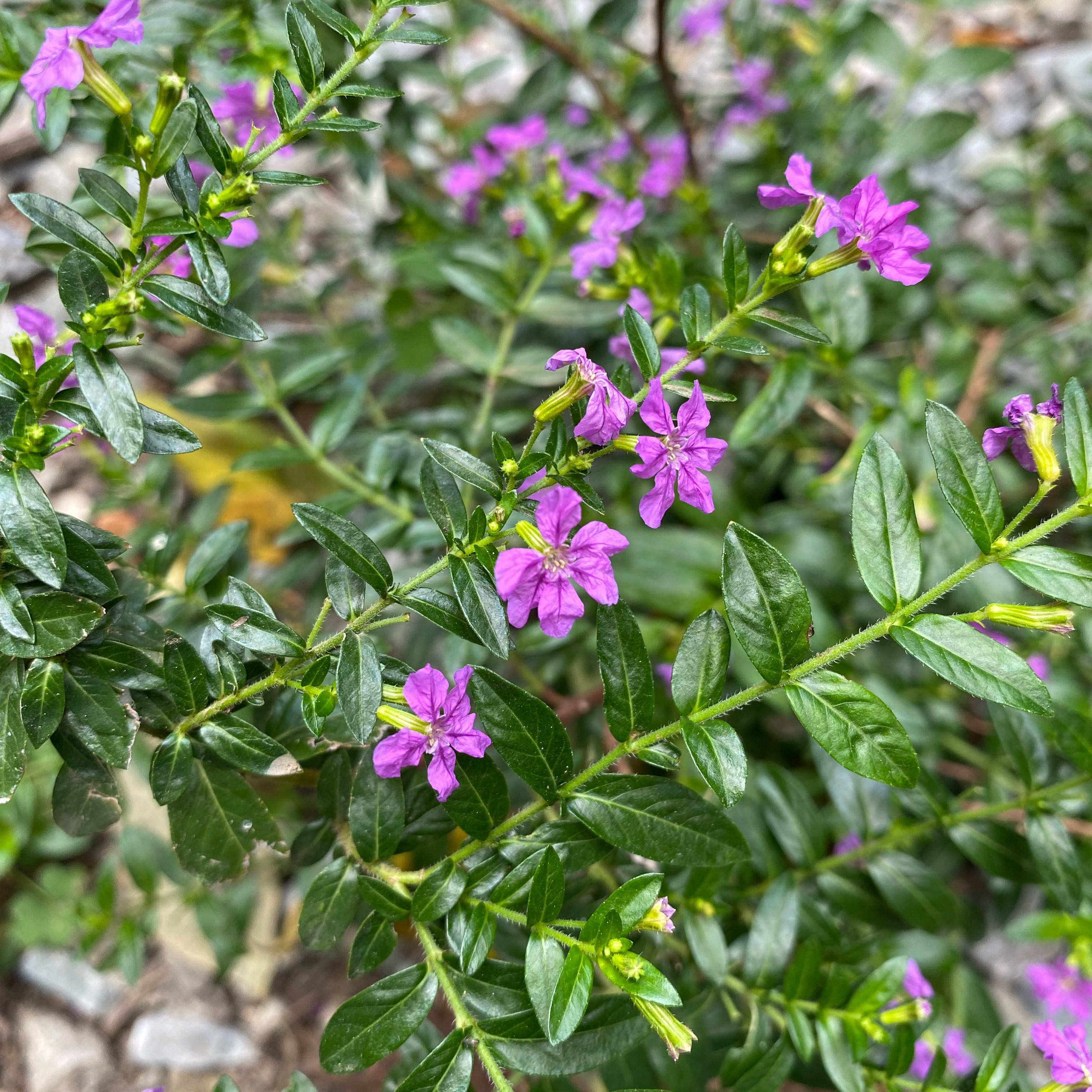 Mexican-Heather plant with small purple flowers and glossy green leaves.