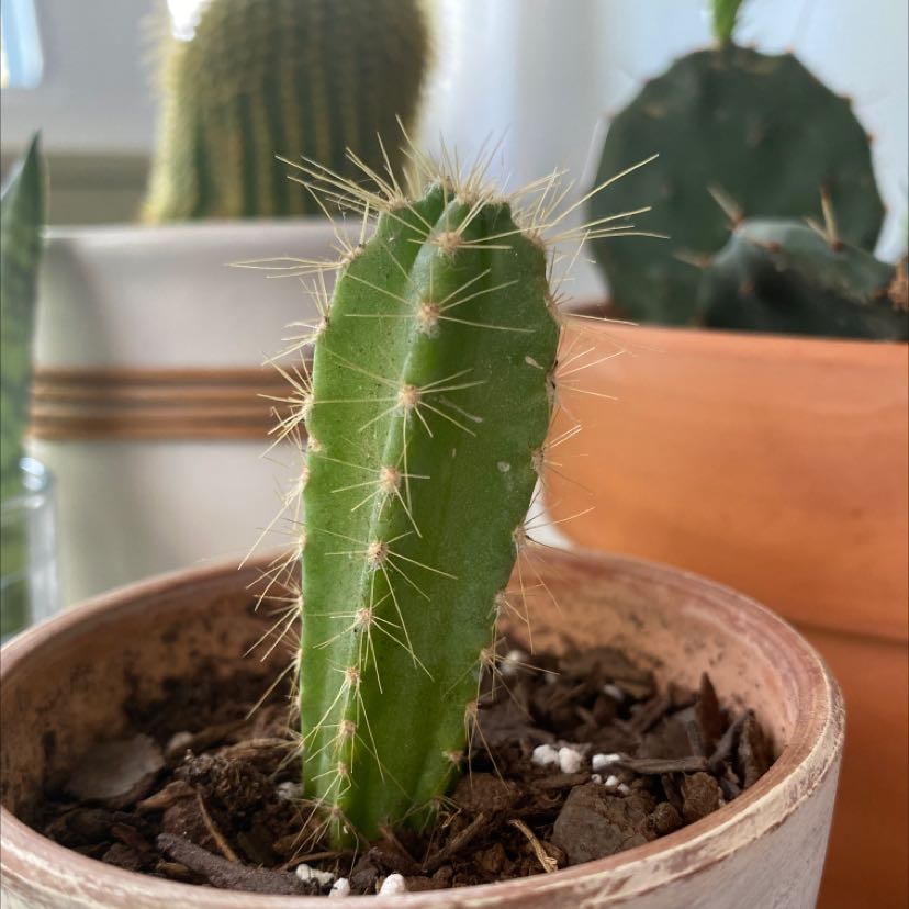 Lady-Finger Hedgehog Cactus in a pot with visible soil, well-framed and in focus.