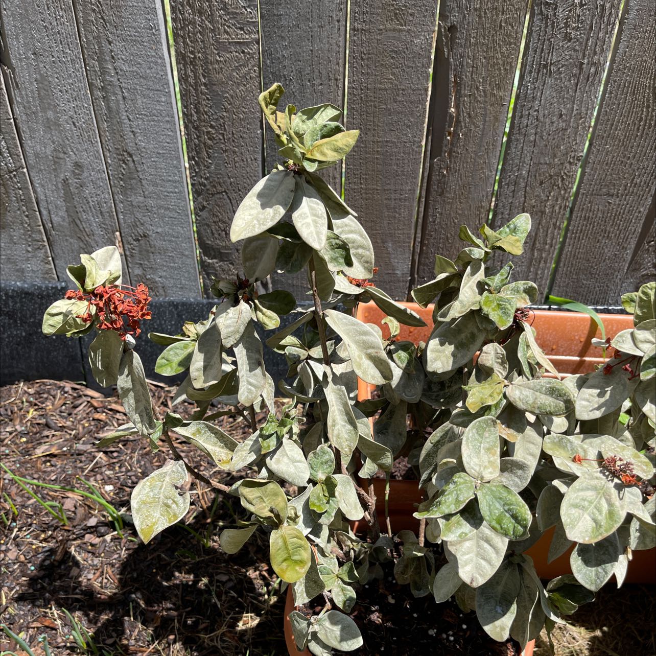 Why Are There Brown Spots on My Chinese Ixora Leaves?