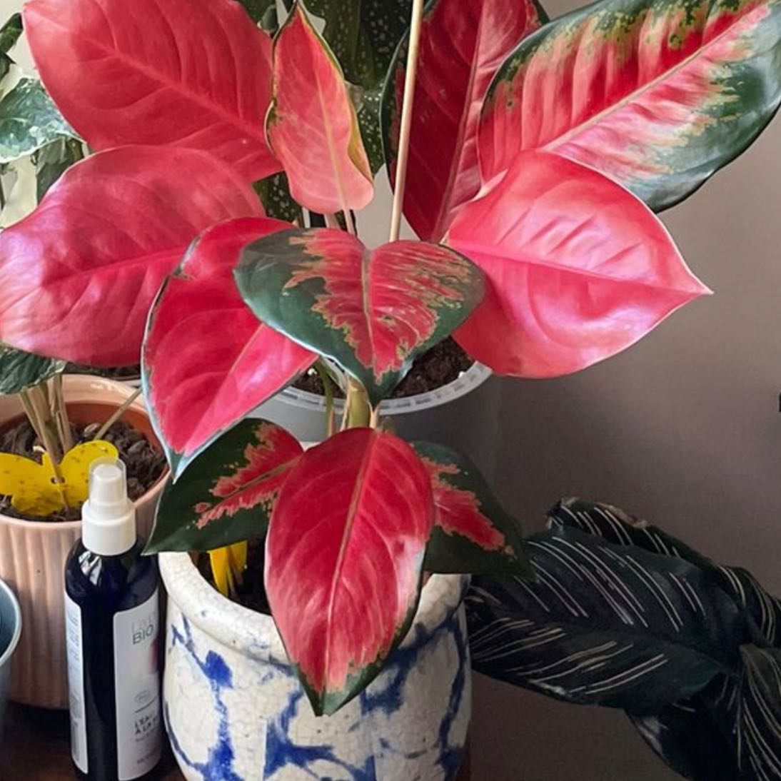 Photo of the plant species Aglaonema 'Pink Katrina' by @YummyGreenalder named 5 on Greg, the plant care app