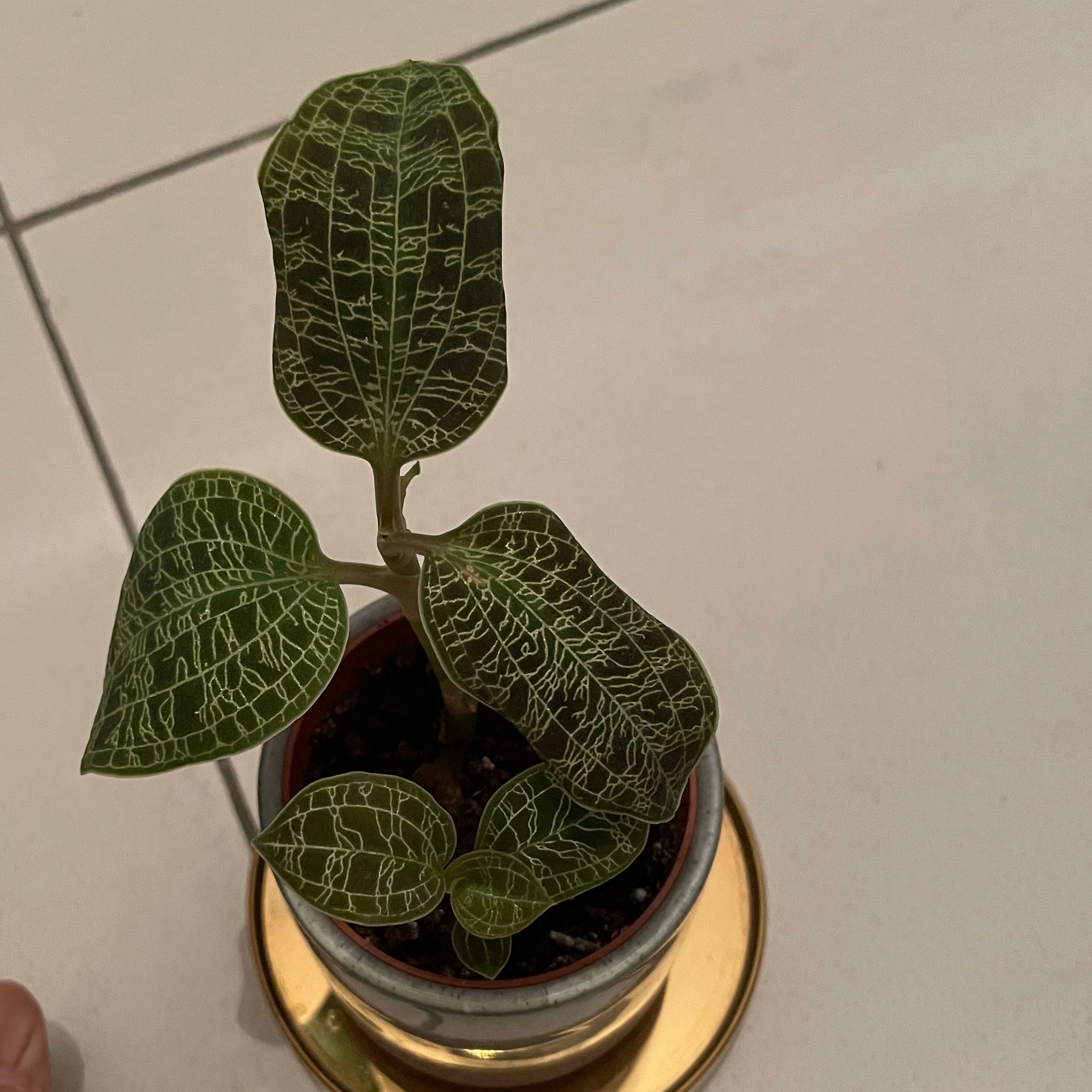 Lightning Bolt Jewel Orchid with distinct veined leaves in a pot on a tiled floor.