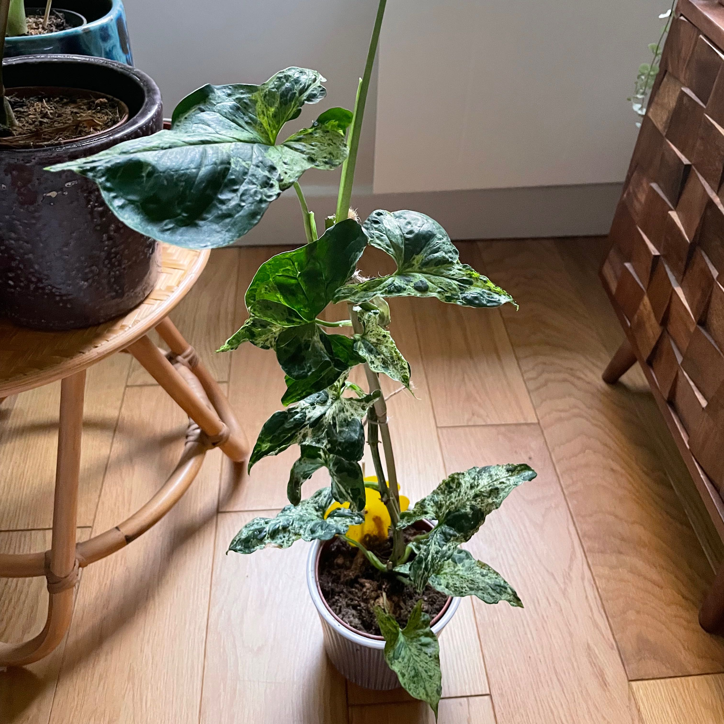 Syngonium podophyllum 'Mojito' plant in a pot with variegated leaves, placed on a wooden floor.