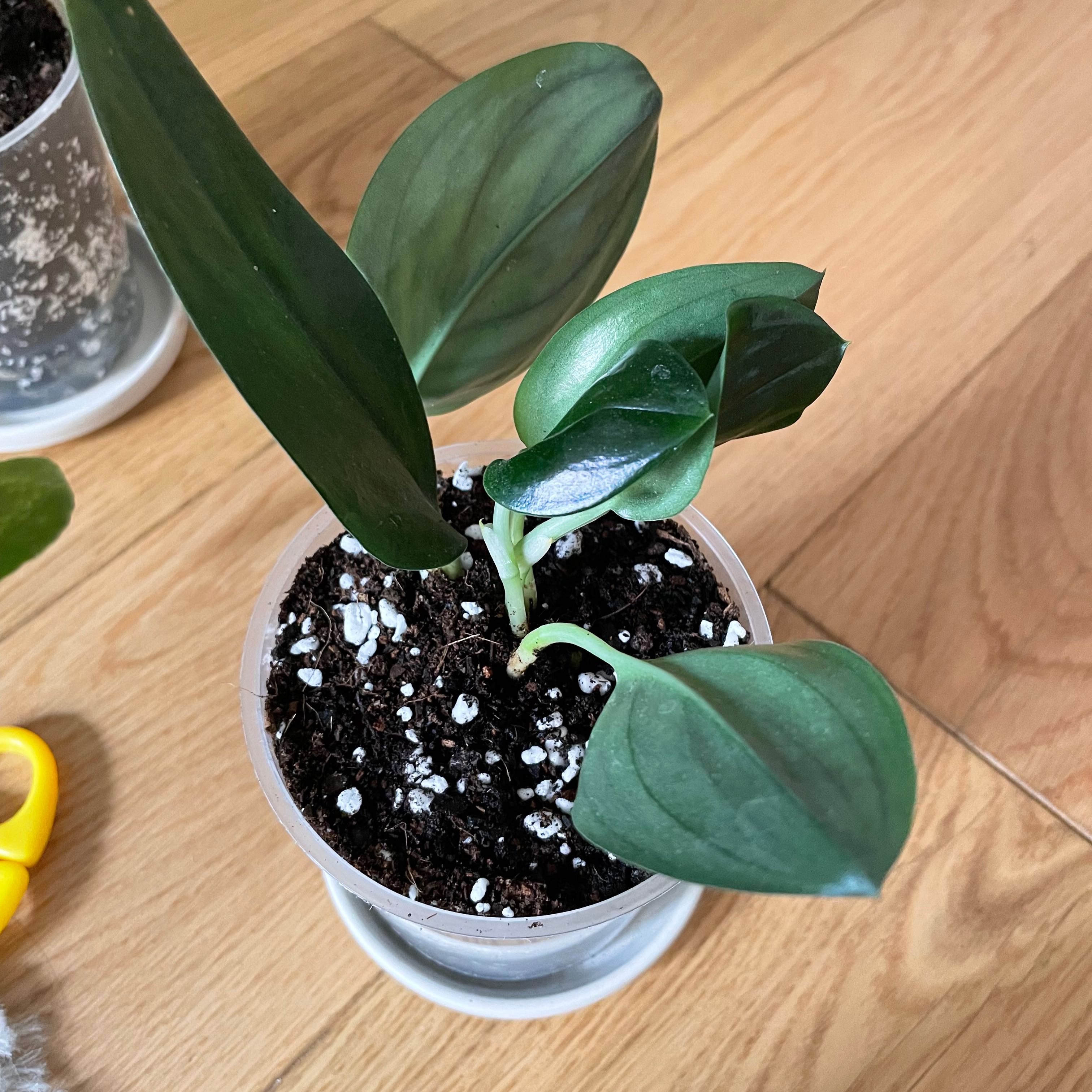 Scindapsus treubii 'Dark Form' plant in a small pot with visible soil and healthy dark green leaves.