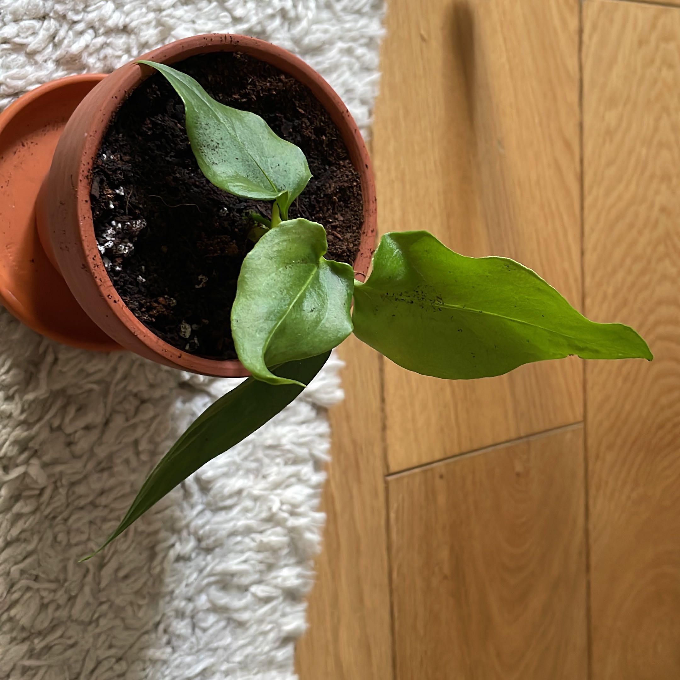 Potted Bird's nest anthurium with green leaves and visible soil.