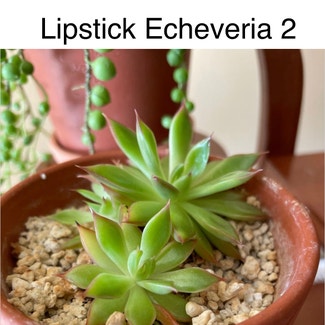 Lipstick Echeveria plant in Southaven, Mississippi