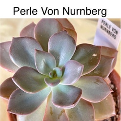 Echeveria 'Perle von Nurnberg' plant