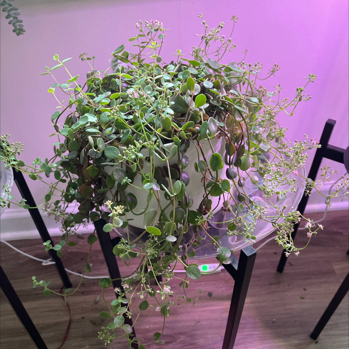 Fairy Crassula plant in a pot on a stand, with small leaves and some flowers.