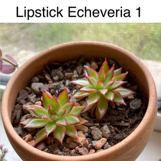Lipstick Echeveria plant in Southaven, Mississippi