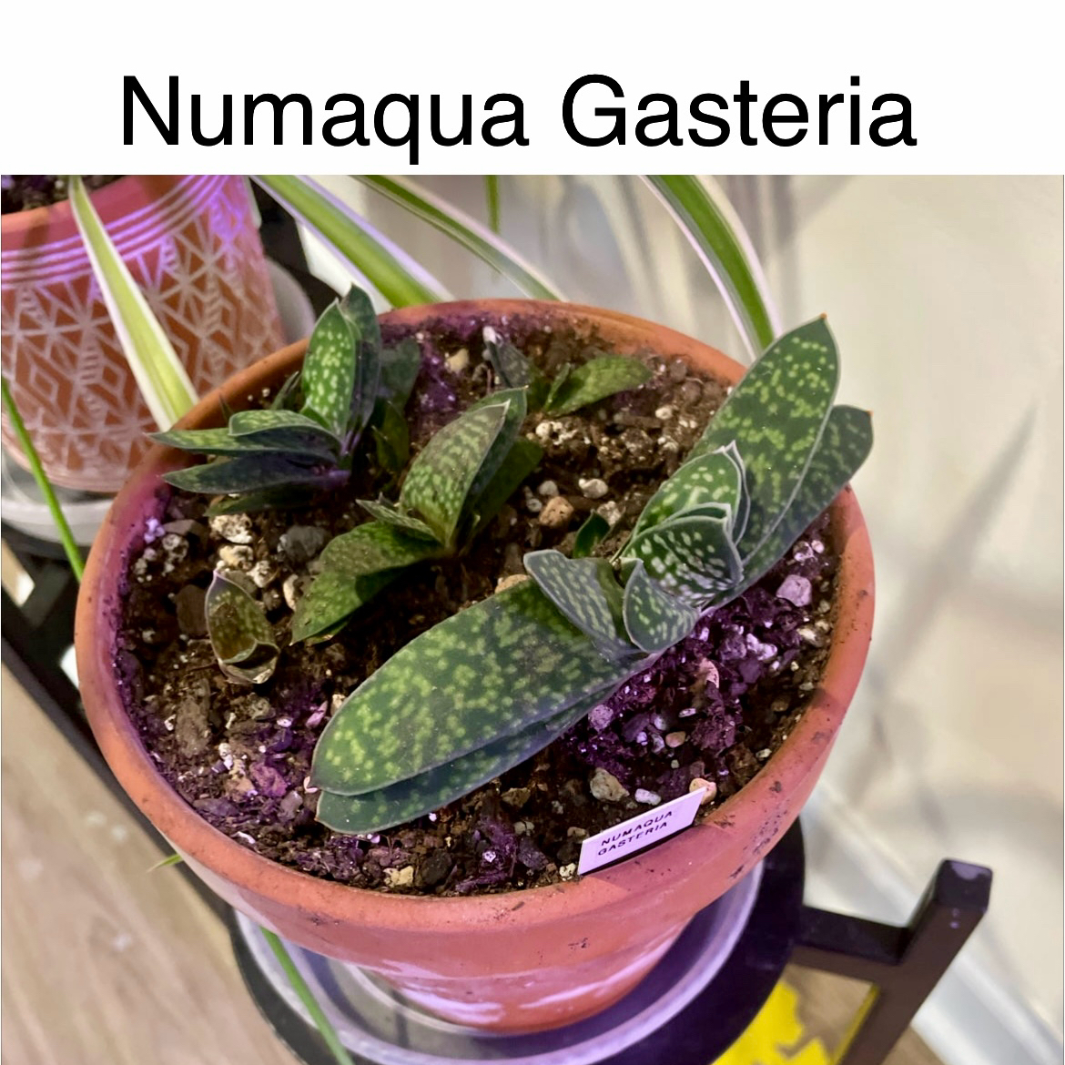 Photo of the plant species Gasteria pillansii by @TruthfulApricot named Numaqua Gasteria on Greg, the plant care app