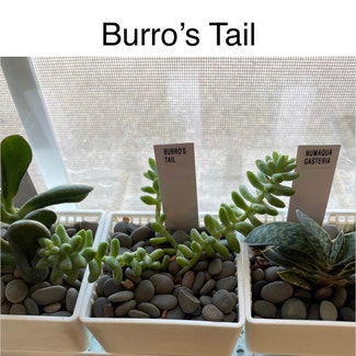 Burro's Tail plant in Southaven, Mississippi