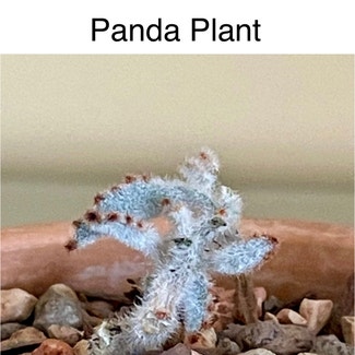 Panda Plant plant in Southaven, Mississippi