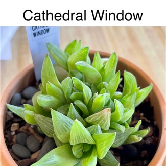 Cathedral Window Haworthia plant in Southaven, Mississippi