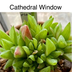 Cathedral Window Haworthia plant