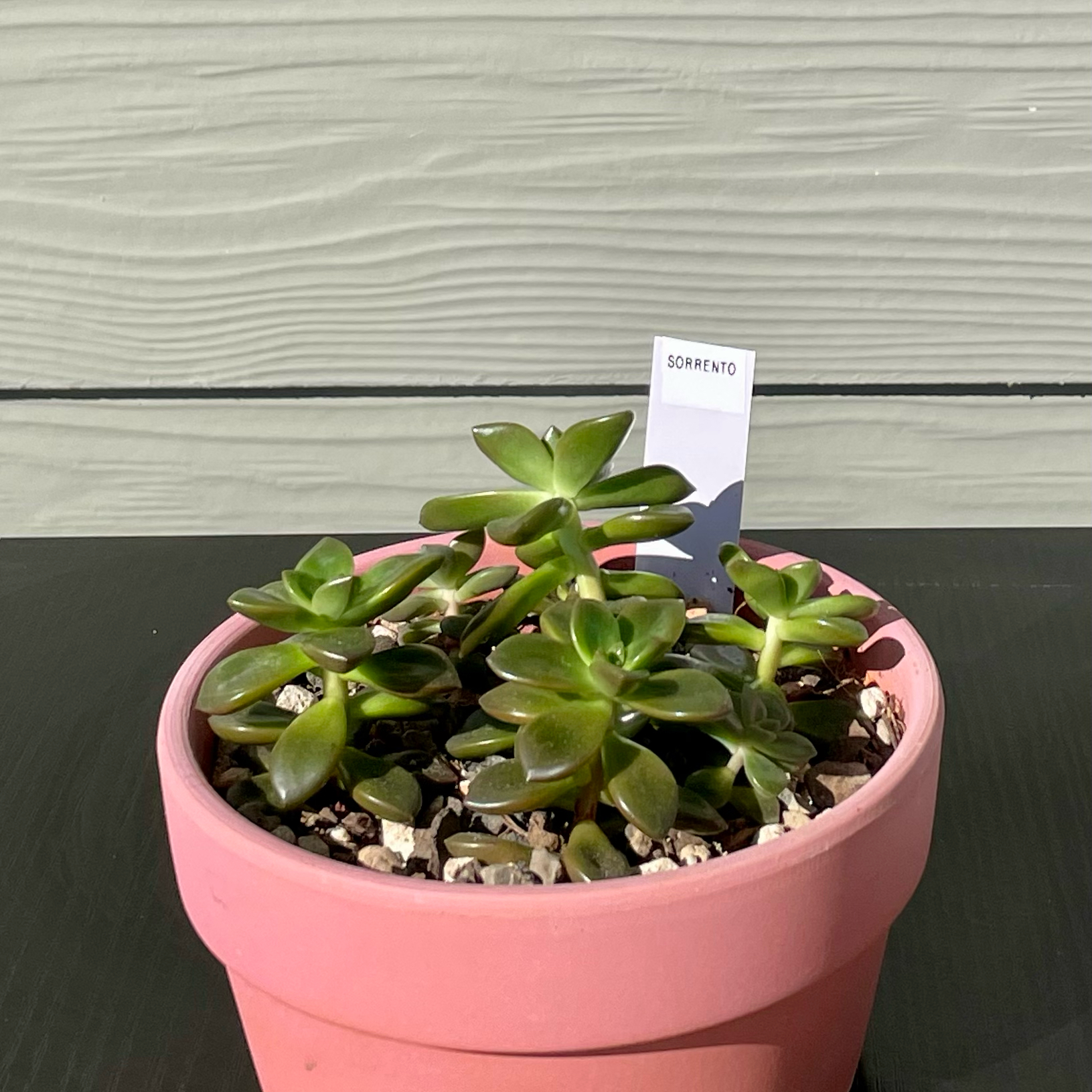 Sedeveria 'Sorrento™' uploaded to the Greg plant app by @TruthfulApricot