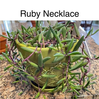 ruby necklace plant in Southaven, Mississippi