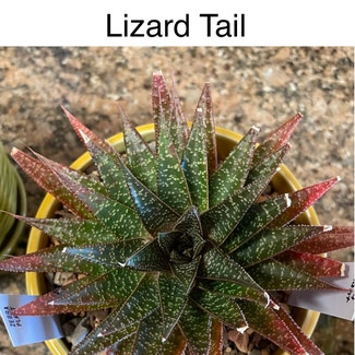 Lizard Tail plant in Southaven, Mississippi