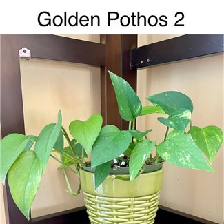 Golden Pothos plant in Southaven, Mississippi