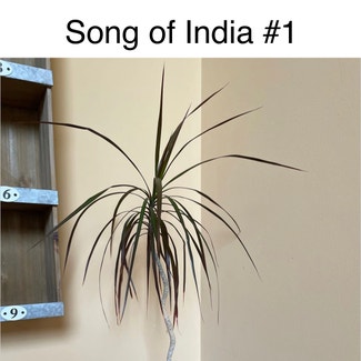 Song of India plant in Southaven, Mississippi