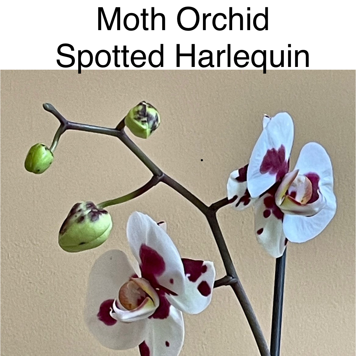 Photo of the plant species Harlequin Orchid by @TruthfulApricot named Moth Orchid Spotted Harlequin on Greg, the plant care app