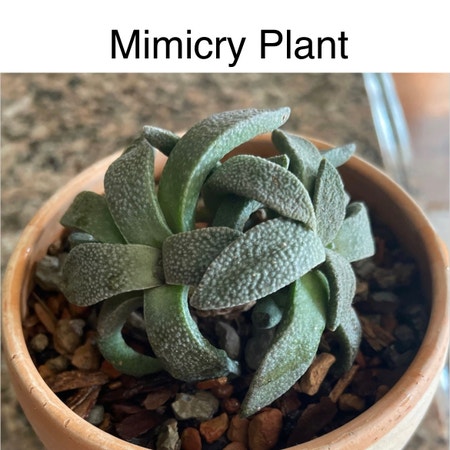 Photo of the plant species Aloinopsis rubrolineata by Truthfulapricot named Mimicry Plant on Greg, the plant care app
