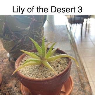 Lily of the Desert plant in Southaven, Mississippi