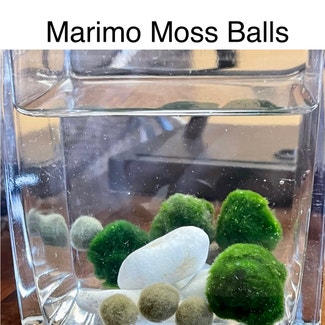 Marimo plant in Southaven, Mississippi